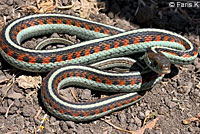 California Red-sided Gartersnake