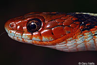 California Red-sided Gartersnake