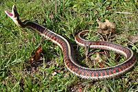 California Red-sided Gartersnake