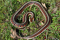 California Red-sided Gartersnake