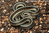 California Red-sided Gartersnake