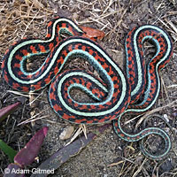 California Red-sided Gartersnake