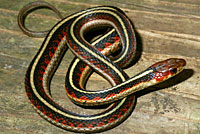 California Red-sided Gartersnake