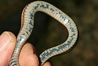 California Red-sided Gartersnake