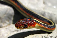 California Red-sided Gartersnake