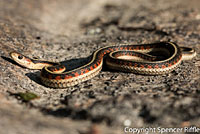 California Red-sided Gartersnake