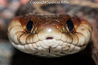 California Red-sided Gartersnake