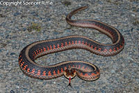 California Red-sided Gartersnake