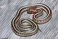 California Red-sided Gartersnake