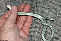 California Red-sided Gartersnake