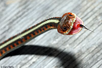 California Red-sided Gartersnake