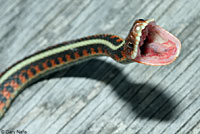 California Red-sided Gartersnake