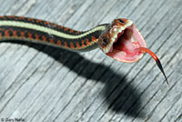 California Red-sided Gartersnake