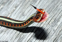 California Red-sided Gartersnake