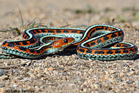 California Red-sided Gartersnake