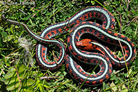 California Red-sided Gartersnake