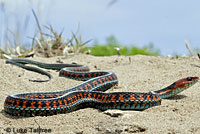 California Red-sided Gartersnake