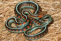 California Red-sided Gartersnake