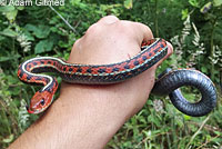 California Red-sided Gartersnake