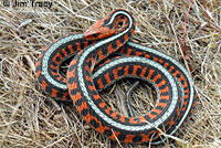 California Red-sided Gartersnake