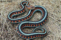 California Red-sided Gartersnake