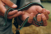 California Red-sided Gartersnake