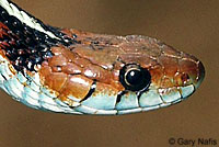 California Red-sided Gartersnake