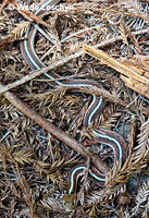 California Red-sided Gartersnake