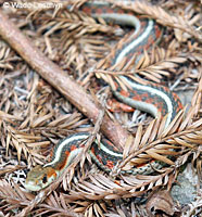 California Red-sided Gartersnake