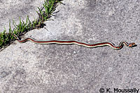 California Red-sided Gartersnake