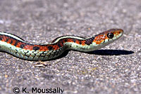 California Red-sided Gartersnake