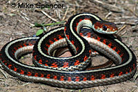 California Red-sided Gartersnake