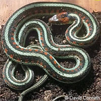 California Red-sided Gartersnake