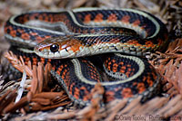 Valley Gartersnake