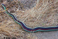 California Red-sided Gartersnake