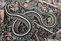 California Red-sided Gartersnake