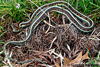 California Red-sided Gartersnake