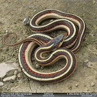 California Red-sided Gartersnake