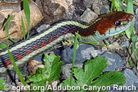 Valley Gartersnake