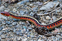 California Red-sided Gartersnake