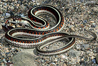 Valley Gartersnake