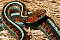 California Red-sided Gartersnake