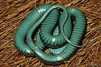 California Red-sided Gartersnake