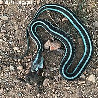 Valley Gartersnake