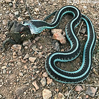 Valley Gartersnake