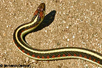 California Red-sided Gartersnake