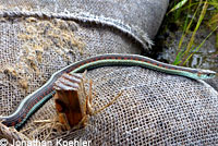 California Red-sided Gartersnake