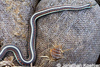 California Red-sided Gartersnake