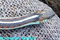 California Red-sided Gartersnake