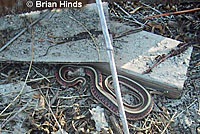 California Red-sided Gartersnake